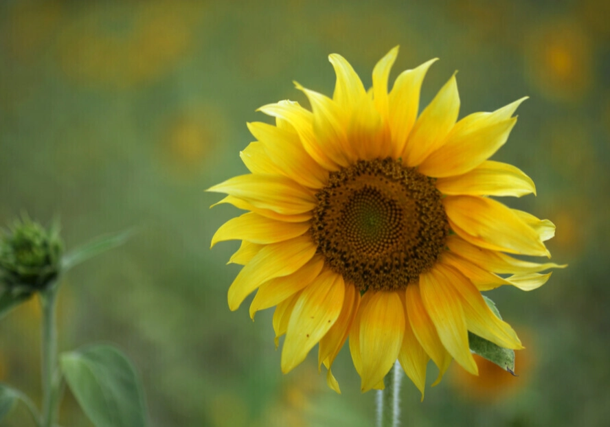 向日葵種子不發芽原因