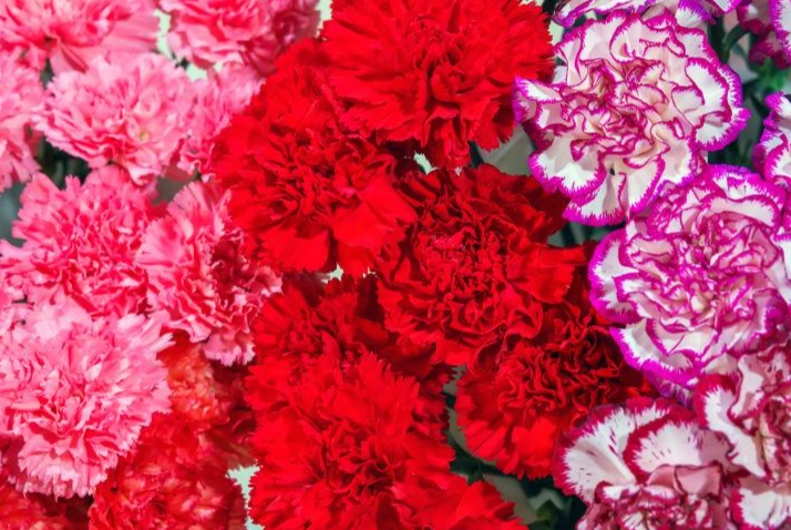 康乃馨分枝方法