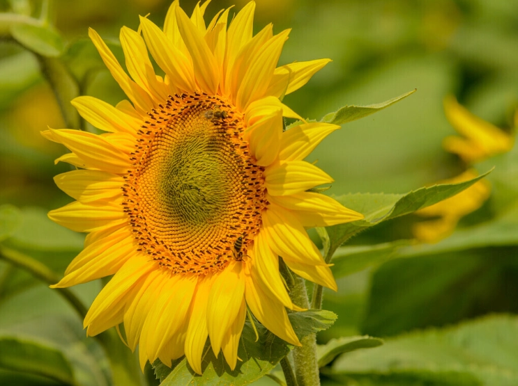 向日葵种植距离