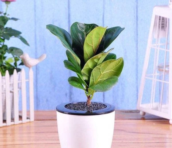 琴葉榕葉子掉落