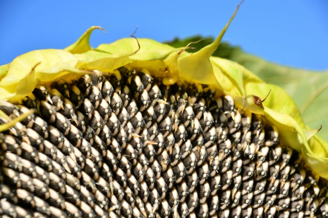 向日葵種子浸泡