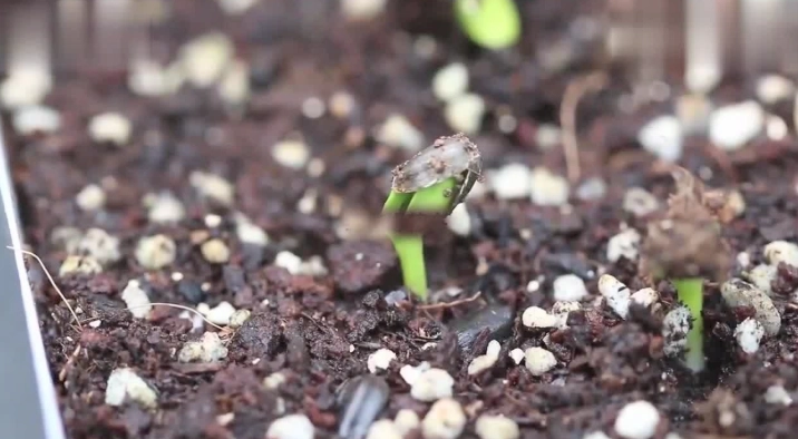 向日葵土壤配方