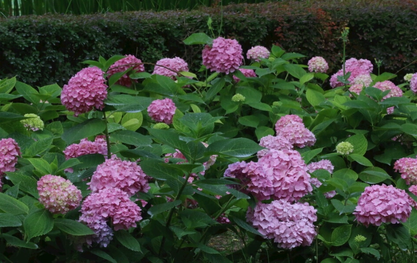 繡球花變黃原因