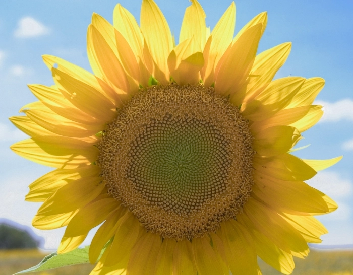 向日葵栽培技巧 向日葵栽培技巧