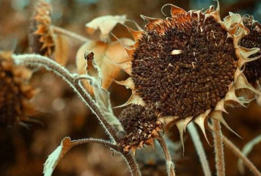 向日葵凋謝後處理