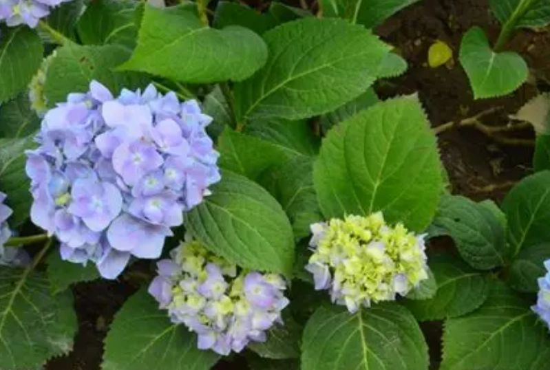 繡球花病害防治