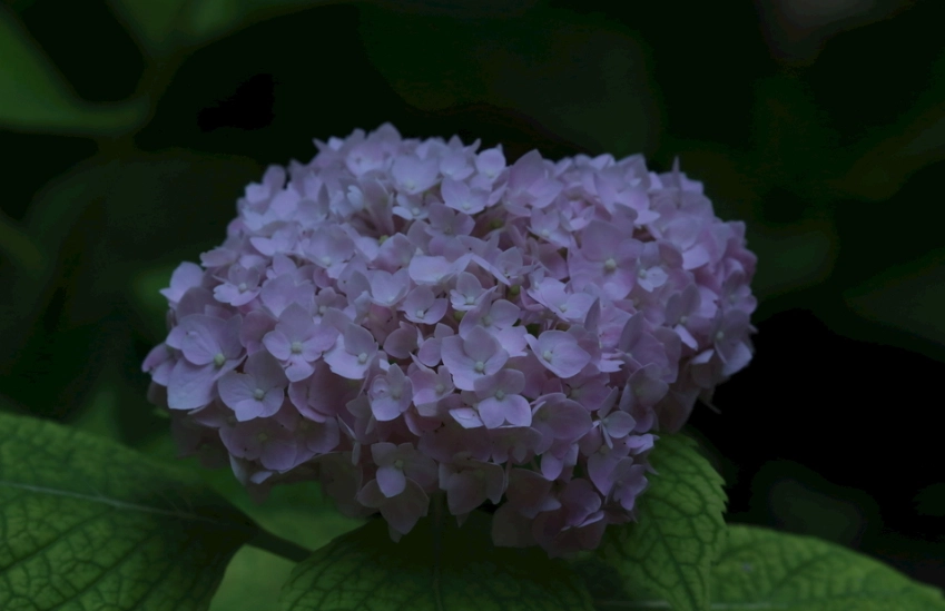 繡球花保鮮技巧