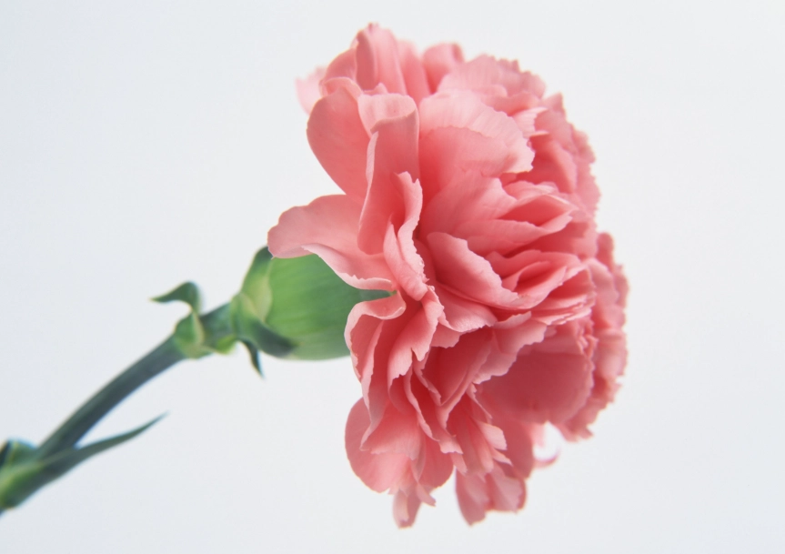 康乃馨选购指南