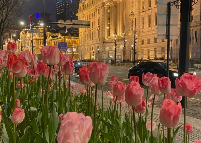 鬱金香澆水方法