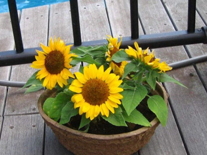 矮向日葵栽培技巧 矮向日葵栽培技巧