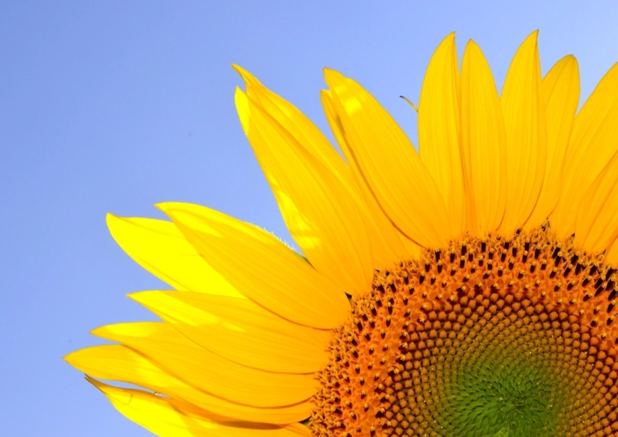 向日葵種植技巧