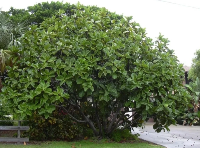 琴葉榕葉子變黑原因