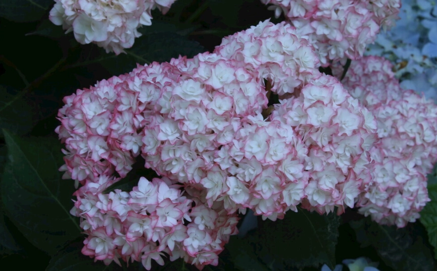 繡球花保鮮技巧