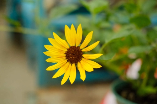 向日葵花期長短 向日葵花期長短