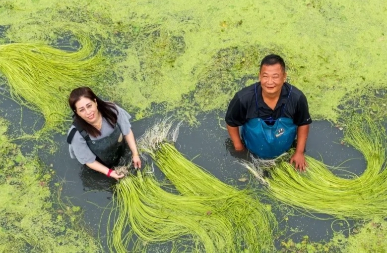 水蓮種植注意事項