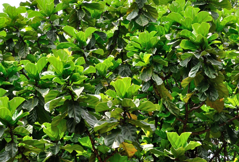 小葉琴葉榕修剪方法