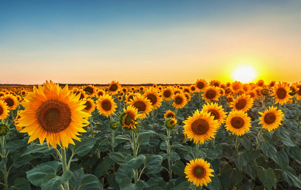 台灣向日葵種植