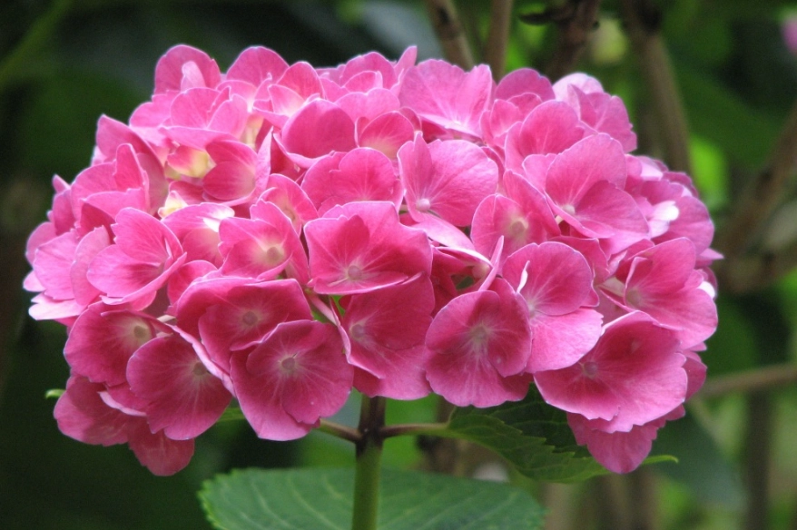 繡球花施肥時間