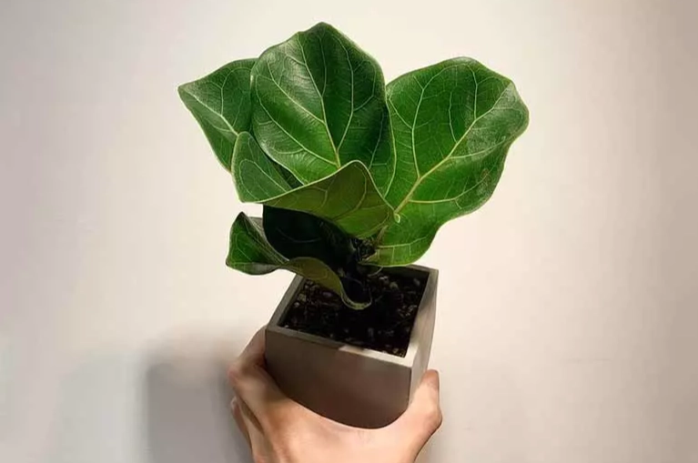 小葉琴葉榕修剪時間