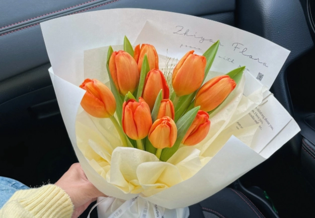 水培鬱金香技巧