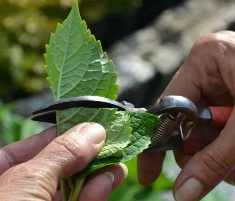 繡球花根部問題