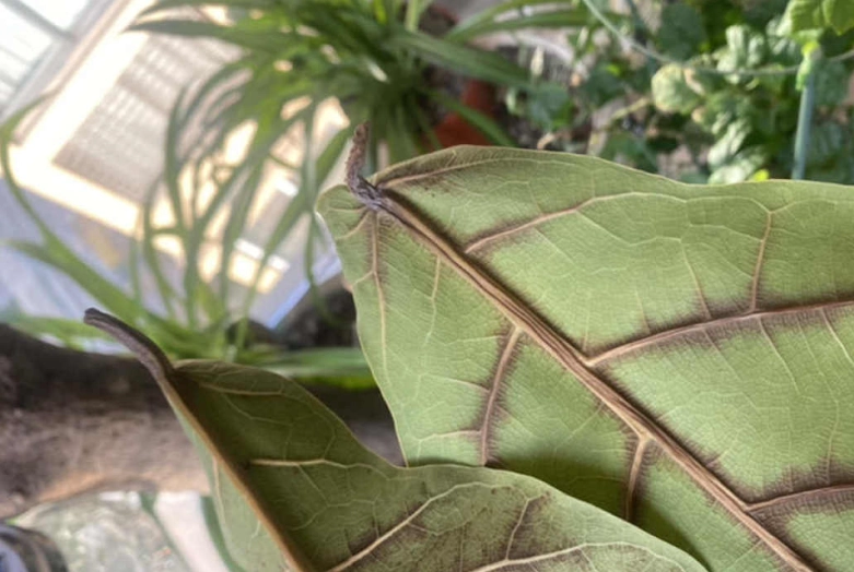 琴葉榕葉子掉落