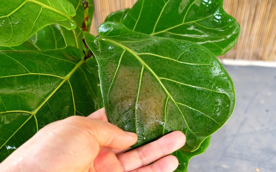 琴葉榕養護技巧