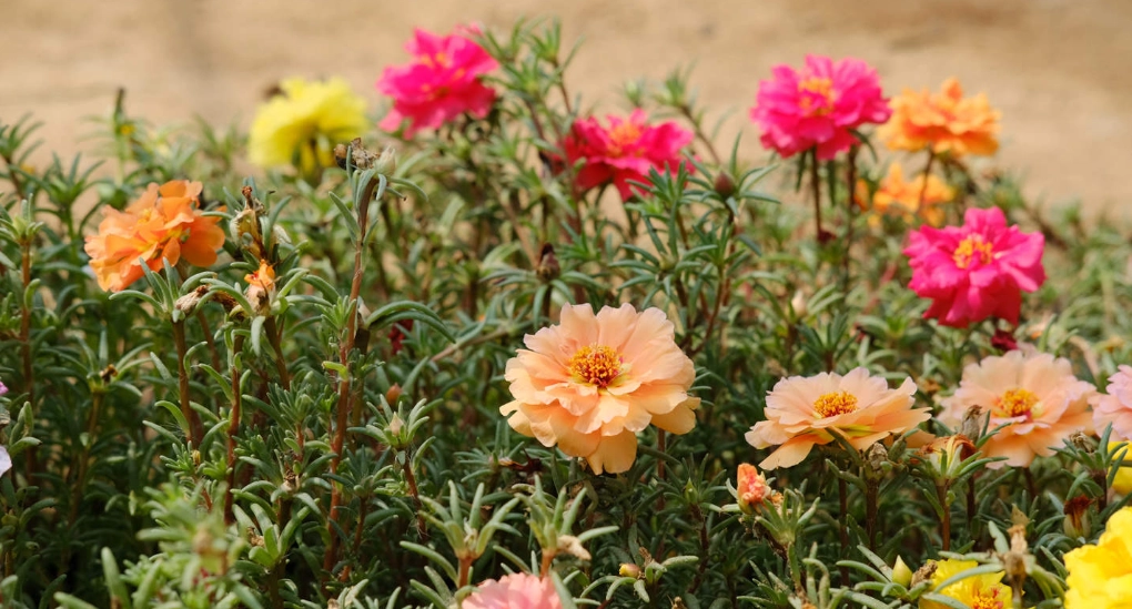向日葵種植季節