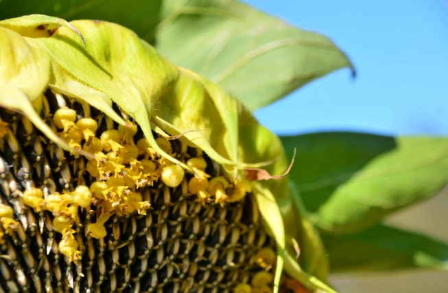 向日葵種子發芽