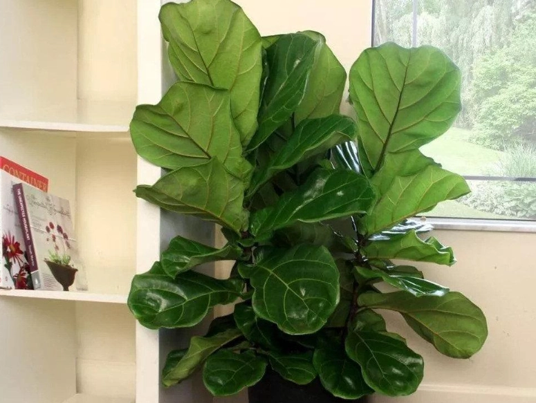 室內植物琴葉榕養護