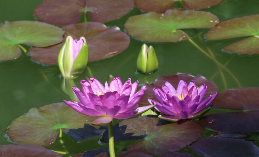 水蓮中毒預防 水蓮中毒預防