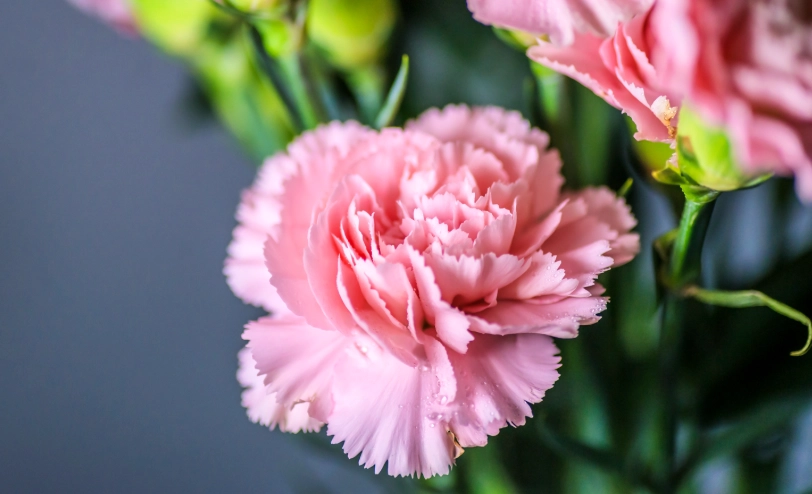 康乃馨溫度控制