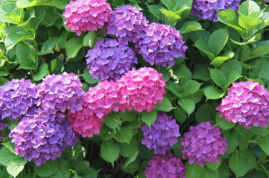 繡球花養護技巧