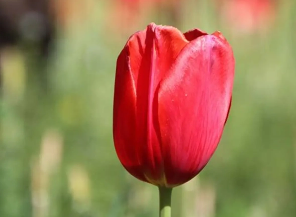 鬱金香種植指南