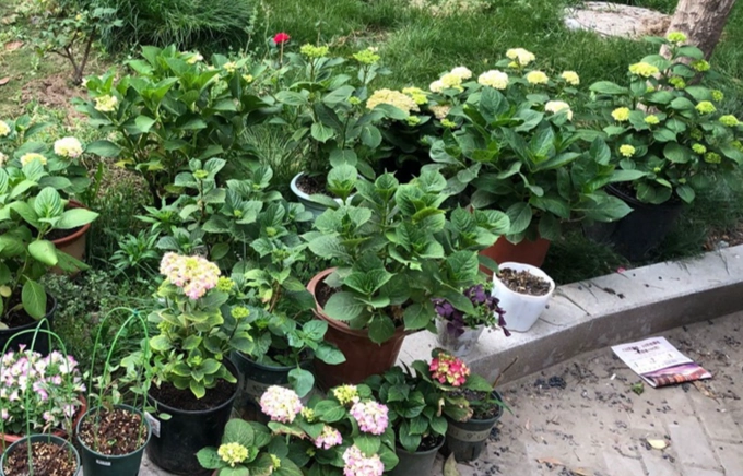 繡球花種植方法