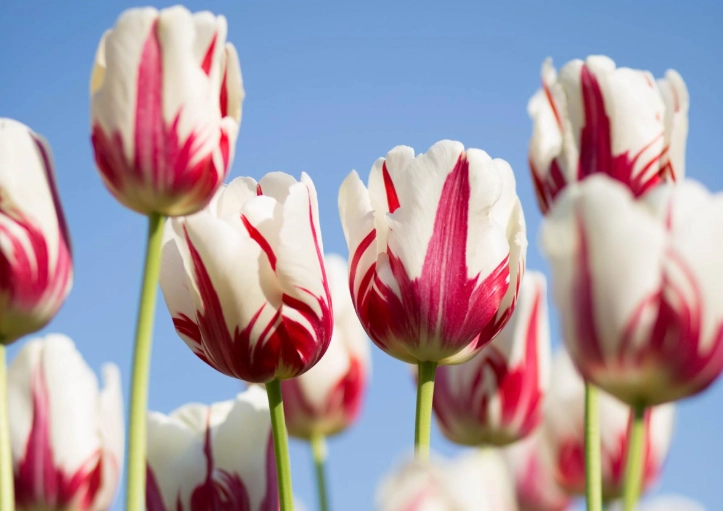 鬱金香球根水培