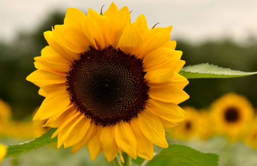 向日葵綠肥種植技巧