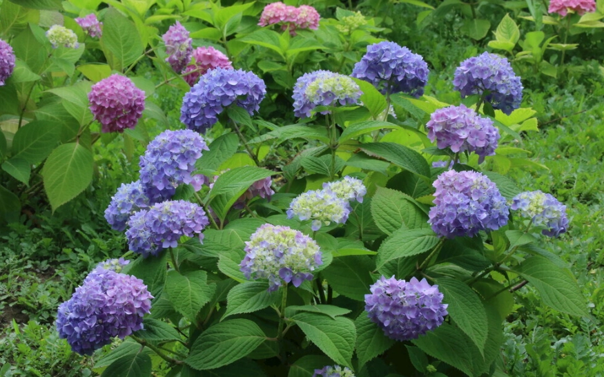 繡球花施肥時間