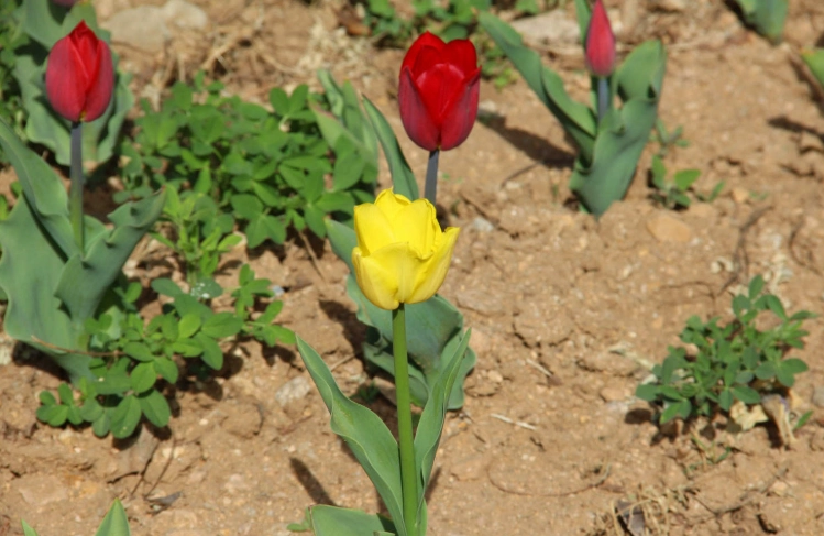 鬱金香球根購買