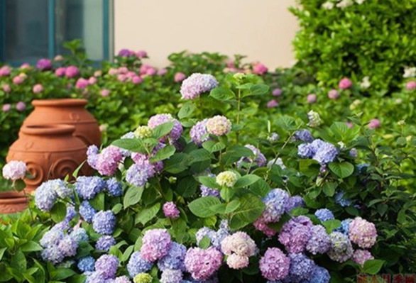繡球花種植方法