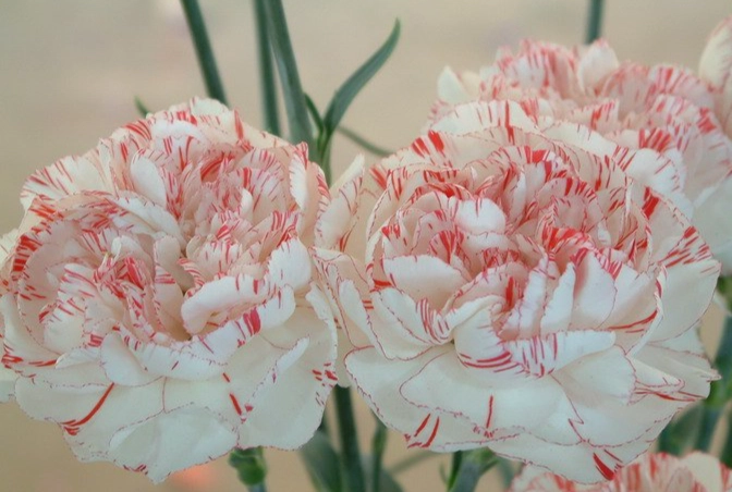 香石竹種植方法