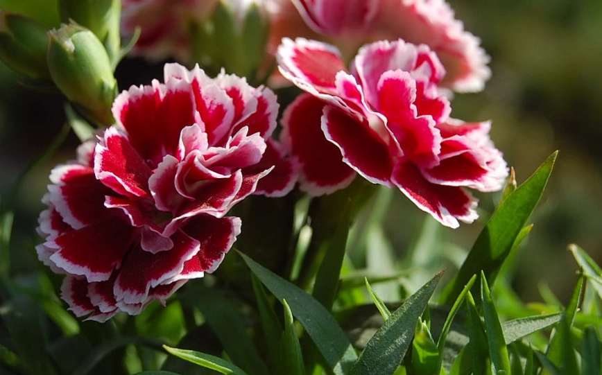 香石竹病蟲害防治