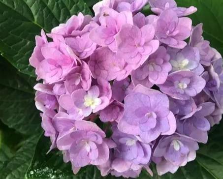 绣球花根部腐烂