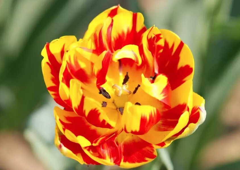 鬱金香水培方法