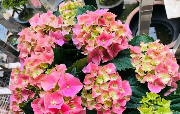 繡球花根部問題