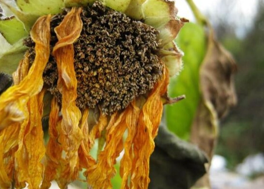 向日葵凋謝後養護