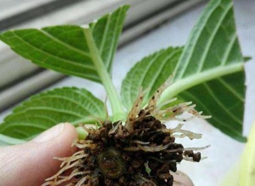 繡球花根部問題