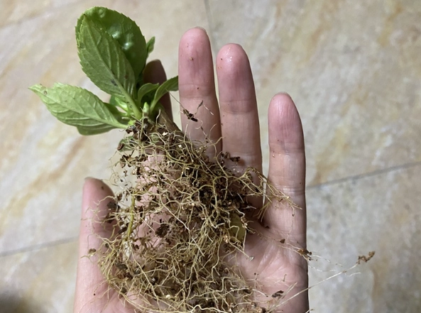 繡球花養護技巧