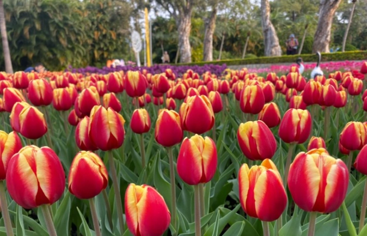 鬱金香水中栽培