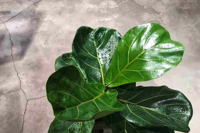 琴葉榕常見問題